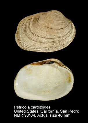 Petricola carditoides (5).jpg - Petricola carditoides (Conrad,1837)